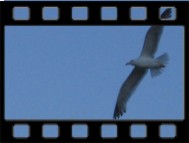 filmecske